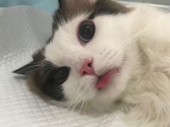 -灵美宠物诊所