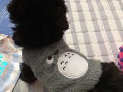 -翊宠yipet猫狗购宠庄园犬舍•猫舍