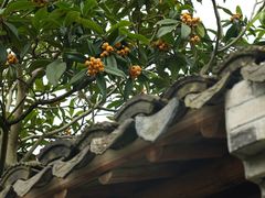 -东山风景区(洞庭东山)