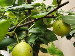 -南京市芳草园小学(凤凰校区)