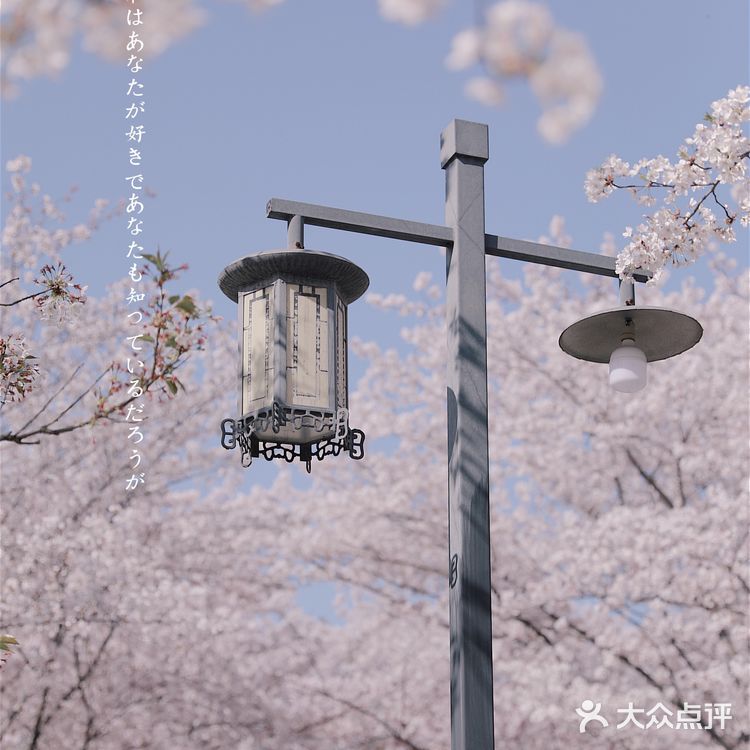 苏城浪漫樱花实录🌸