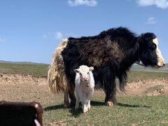 -青海湖国家重点风景名胜区
