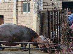 -合肥野生动物园