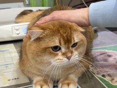 -四月宠物医院·猫专科·心脏专科·内科(转塘店)