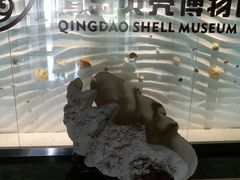 -青岛贝壳博物馆