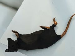 -胶囊画廊