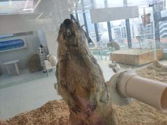 -怪兽屋·羊驼·猫咖·狗咖(俊华广场店)