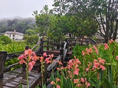 -雁南飞茶田景区