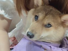 -逗柴咖啡屋·狗咖猫咖宠物桌游