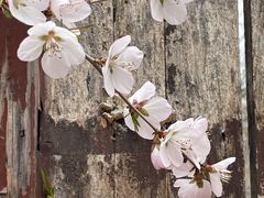 -白水寺森林公园