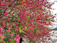 -西湖外事游船(花港观鱼码头)