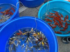 -华声天桥民俗文化园