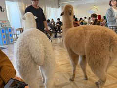 -Blue Concept Cafe&Farm·關於藍