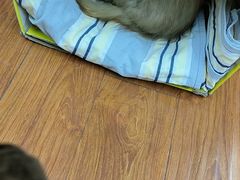 -心仪动物医院·牙专科·肿瘤·心脏科(西客站院)