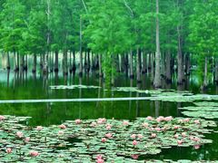 -白鹭湾湿地公园