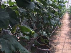 -马陆小张葡萄园农家乐