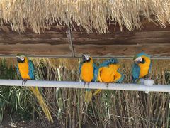 -西霞口神雕山野生动物世界