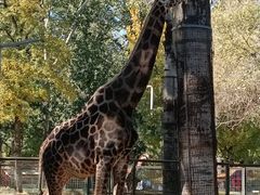 -北京动物园-畅观楼