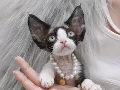 -山宅一喵德文卷毛猫舍