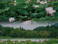 -长田漾湿地公园