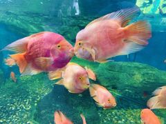 -泉州海丝野生动物世界