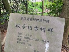 -普陀山风景区-佛顶山
