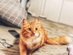 -纳吉亚猫专科动物诊疗中心(蒋宅口分院)
