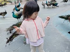 -西双版纳原始森林公园