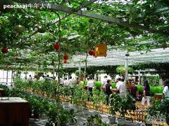 -上海都市菜园