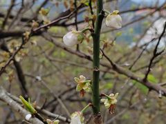 -广州市流溪河国家森林公园