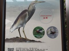 -美的鹭湖森林度假区