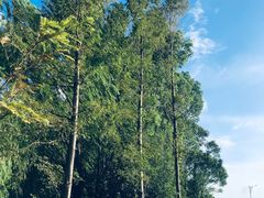 -梁鸿国家湿地公园