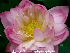 -比格比萨自助(南京万达茂店)