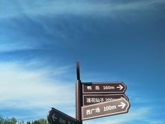 -莲花池公园