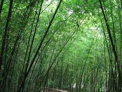 -紫竹院公园冰场
