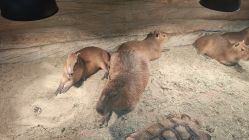 -Zoolung Zoolung动物主题公园(海信广场店)