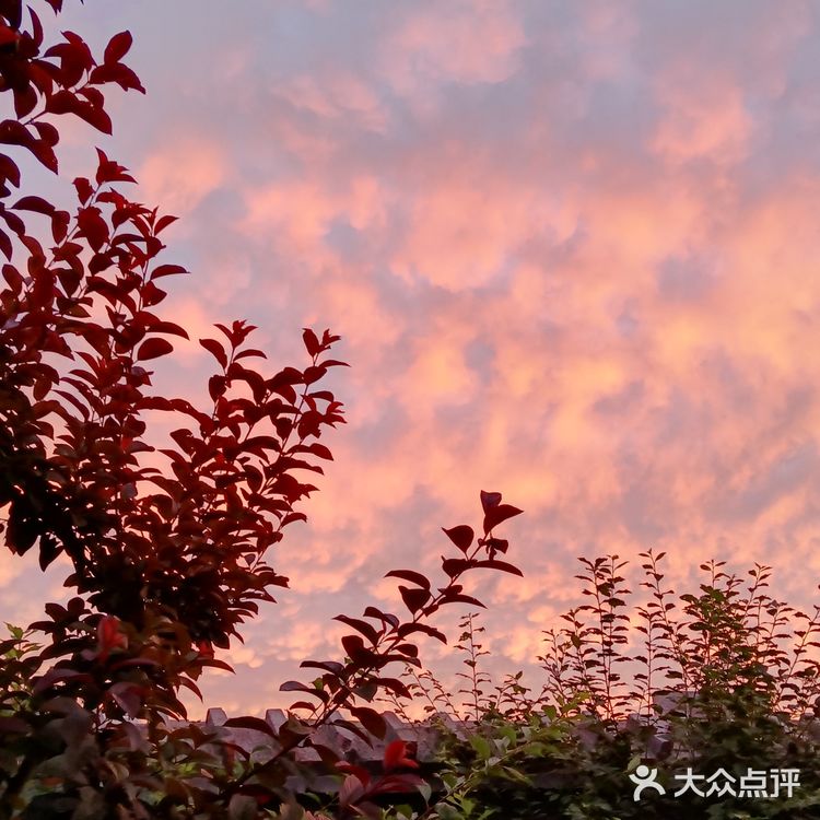 老妈今天早上拍的美丽的朝霞[愉快][强]