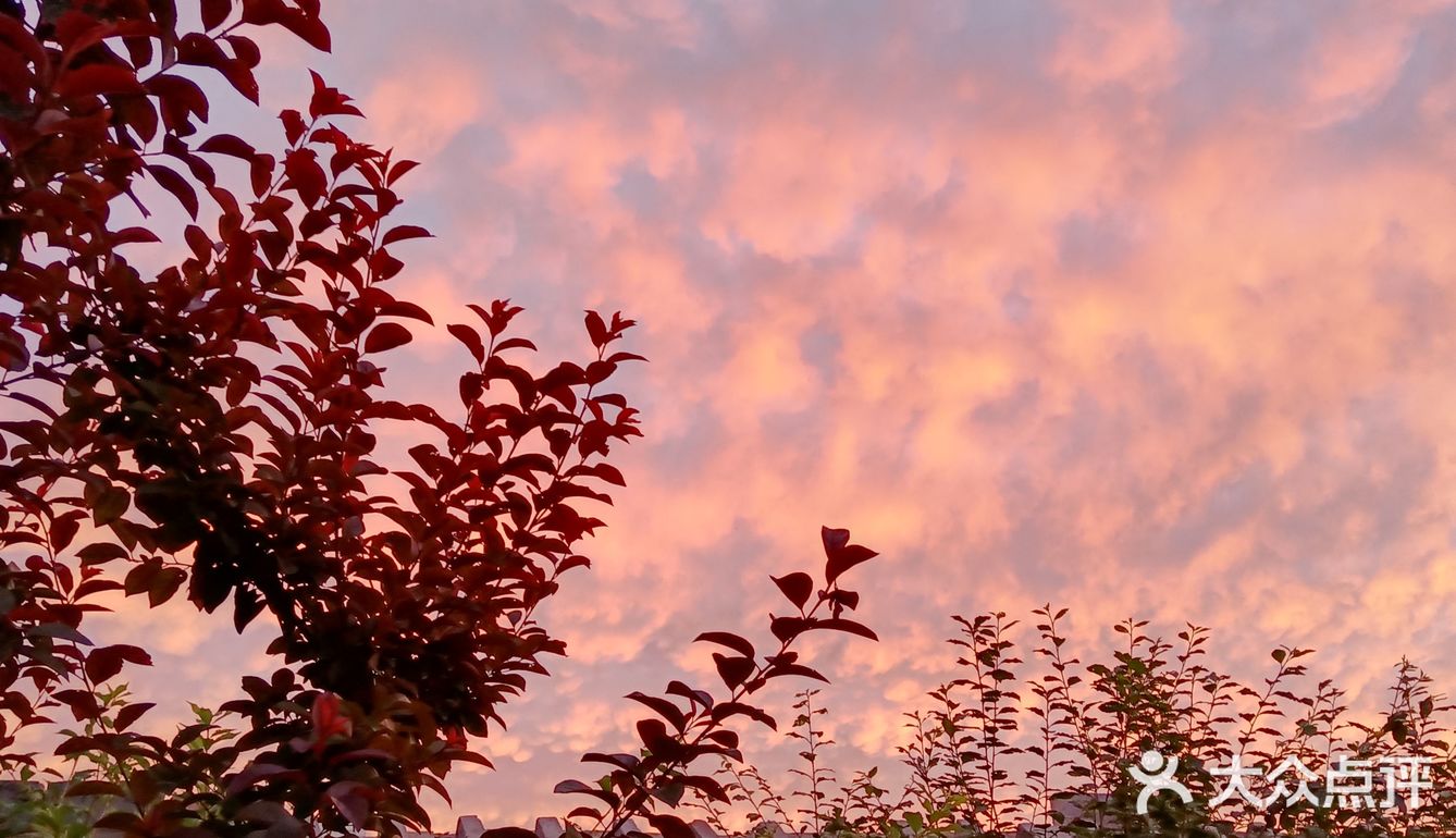 老妈今天早上拍的美丽的朝霞[愉快][强]