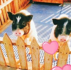 -萌宠亲子动物乐园(槐房万达店)