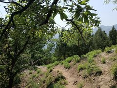 -北京鹫峰国家森林公园