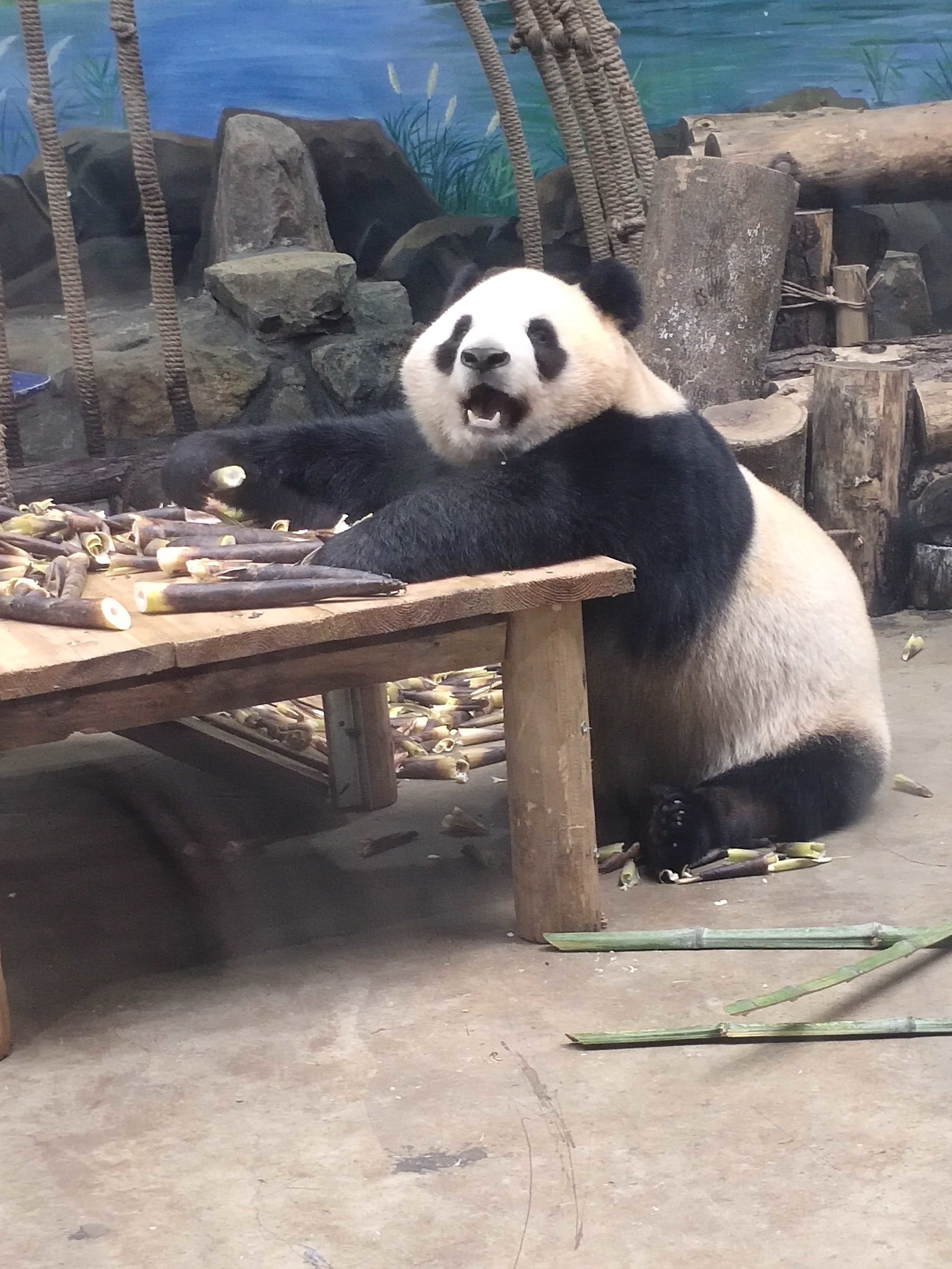 去杭州动物园看了大熊猫春生