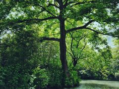 -西溪国家湿地公园