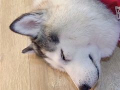 -Husky Go! 哈士奇体验馆·宠物咖啡厅狗咖
