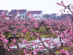 -南汇桃花村