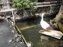 -优之名鹅城