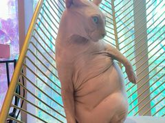 -藏猫猫咖啡主题馆(中央大道店)