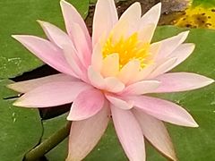 -深圳国际园林花卉博览园