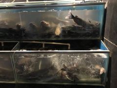 -老板恋上鱼(恒隆广场店)