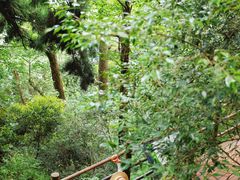 -天目山大树王景区