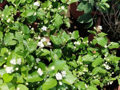 -秦美花卉(天朗·莱茵小城2期店)